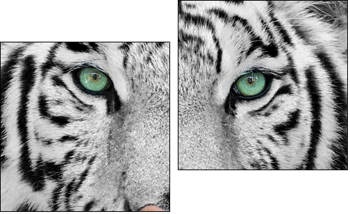 white tiger  - Obraz dwuczęściowy, Dyptyk