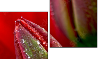 Tulipan w kroplach rosy
 - Obraz dwuczęściowy, Dyptyk