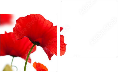 Maki – czerwone kwiaty w kontrastach
 - Obraz dwuczęściowy, Dyptyk