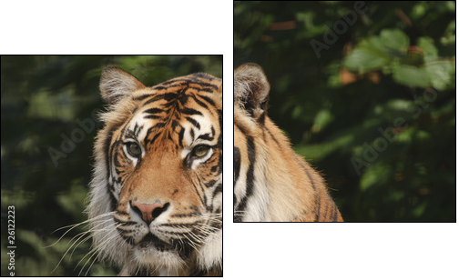 Endangered Sumatran Tiger  - Obraz dwuczęściowy, Dyptyk