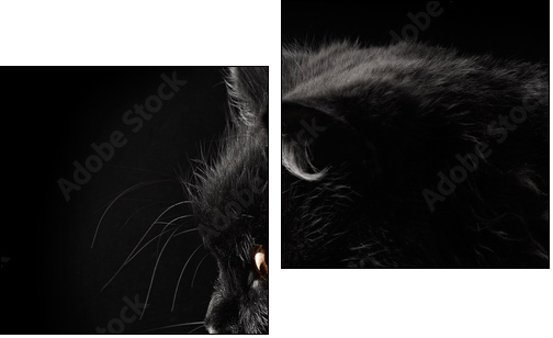 black persian cat on black background  - Obraz dwuczęściowy, Dyptyk