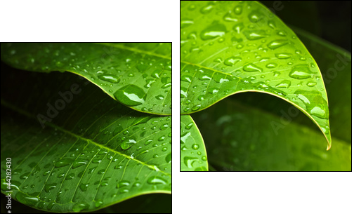 Green leaf  - Obraz dwuczęściowy, Dyptyk