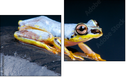 White Tree Frog / Heterixalus madagascariensis  - Obraz dwuczęściowy, Dyptyk