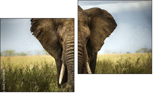sfondo di elefante  - Obraz dwuczęściowy, Dyptyk