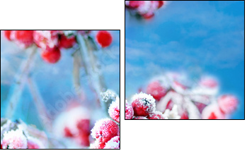 Frozen rowan berries  - Obraz dwuczęściowy, Dyptyk