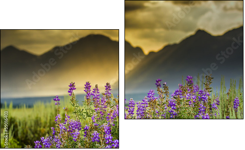 Purple Lupines in the Tetons  - Obraz dwuczęściowy, Dyptyk
