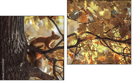 squirrel  - Obraz dwuczęściowy, Dyptyk