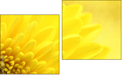 Yellow chrysanthemum petals macro shot  - Obraz dwuczęściowy, Dyptyk