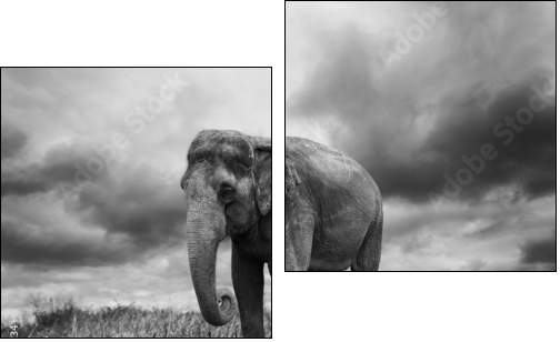 Elephant  - Obraz dwuczęściowy, Dyptyk