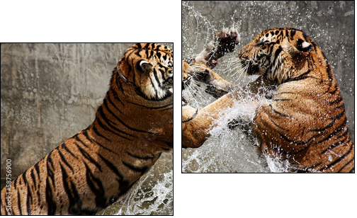 Tiger Battle  - Obraz dwuczęściowy, Dyptyk