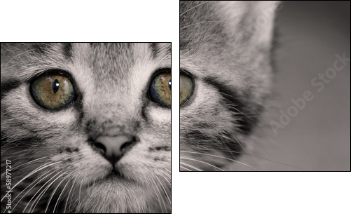 Tabby kitten  - Obraz dwuczęściowy, Dyptyk