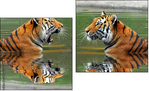 Siberian Tigers in water  - Obraz dwuczęściowy, Dyptyk