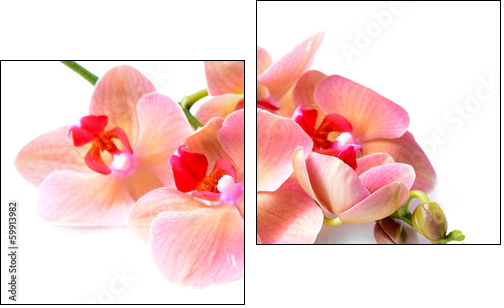 Beautiful blooming orchid isolated on white  - Obraz dwuczęściowy, Dyptyk