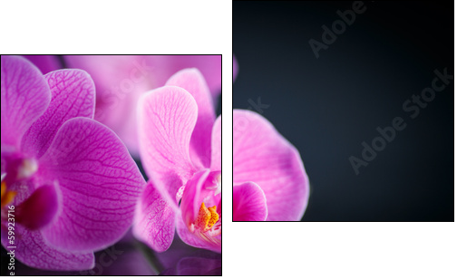 beautiful  Phalaenopsis  - Obraz dwuczęściowy, Dyptyk