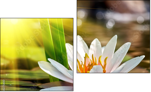 water lily  - Obraz dwuczęściowy, Dyptyk