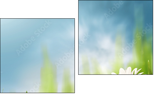 Daisy flowers on the meadow, seasonal backgrounds for your desi  - Obraz dwuczęściowy, Dyptyk