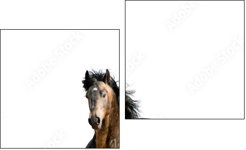 Stallion on a white  - Obraz dwuczęściowy, Dyptyk