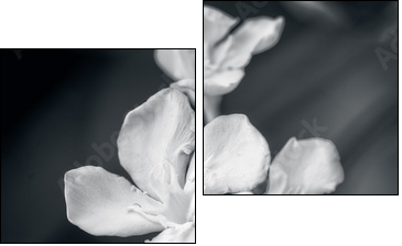 white oleander  - Obraz dwuczęściowy, Dyptyk