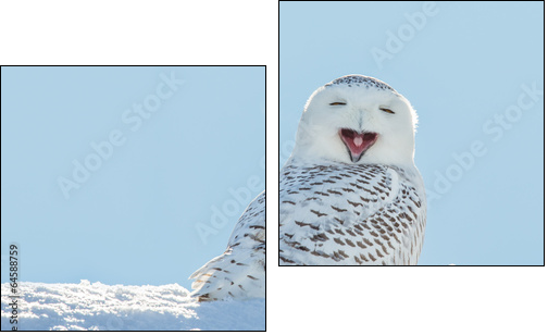 Snowy Owl - Yawning / Smiling in Snow  - Obraz dwuczęściowy, Dyptyk