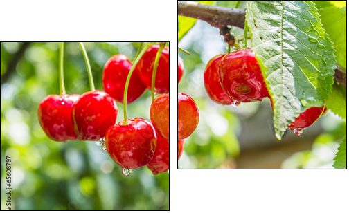 Cherry red berries on a tree branch with water drops  - Obraz dwuczęściowy, Dyptyk