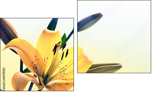 Yellow lily  - Obraz dwuczęściowy, Dyptyk