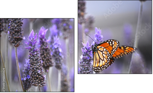 Butterfly with lavenders  - Obraz dwuczęściowy, Dyptyk