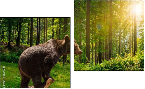 curious little bear in the forest  - Obraz dwuczęściowy, Dyptyk