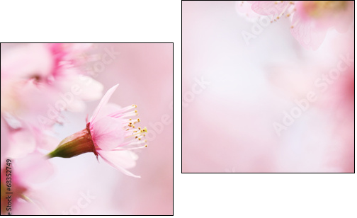 sakura cherry blossom flowers  - Obraz dwuczęściowy, Dyptyk