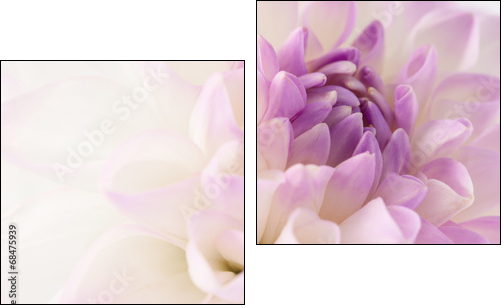 White dahlia close-up - Obraz dwuczęściowy, Dyptyk