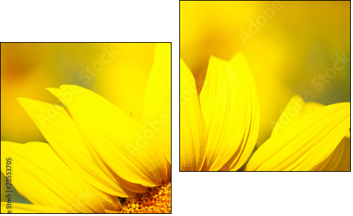 Beautiful sunflower in field  - Obraz dwuczęściowy, Dyptyk