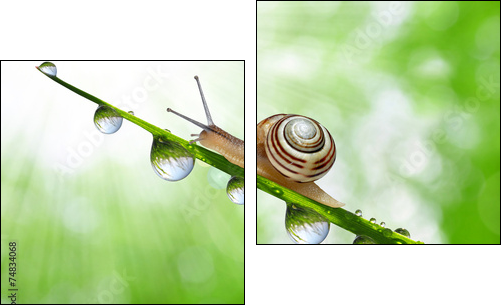 Snail on dewy grass close up  - Obraz dwuczęściowy, Dyptyk