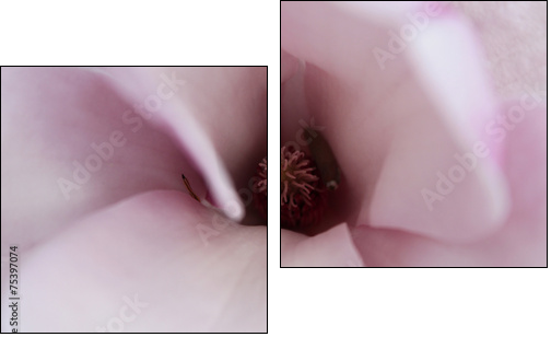 Magnolia inside  - Obraz dwuczęściowy, Dyptyk