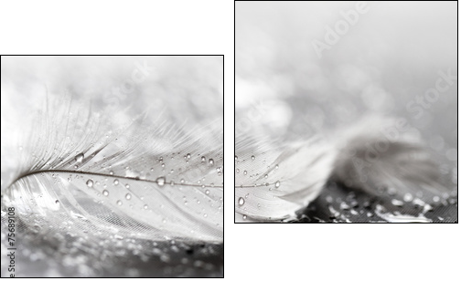 White feather with water drops  - Obraz dwuczęściowy, Dyptyk