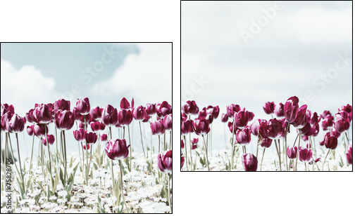 Retro Photo Of Tulip Garden In Spring  - Obraz dwuczęściowy, Dyptyk