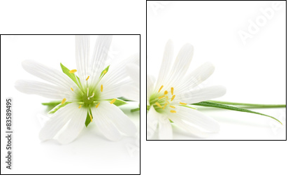 White flowers - Obraz dwuczęściowy, Dyptyk