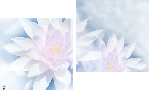 vivid color lotus in soft style for background - Obraz dwuczęściowy, Dyptyk