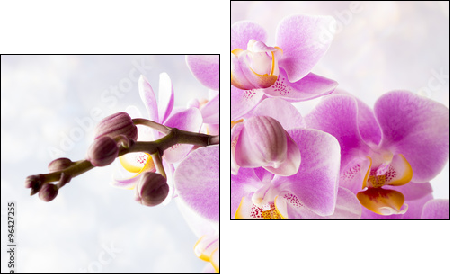 Beautiful pink orchid on a gray background. - Obraz dwuczęściowy, Dyptyk