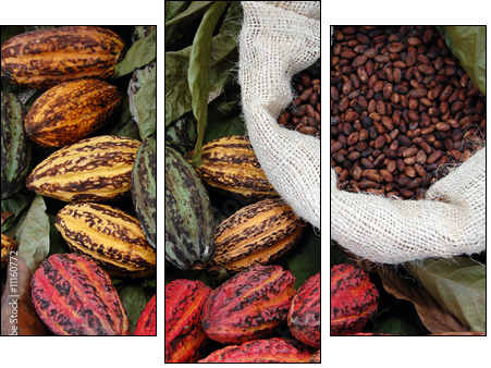 Ziarna kakaowca
 - Obraz trzyczęściowy, Tryptyk