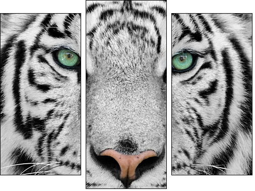 white tiger  - Obraz trzyczęściowy, Tryptyk