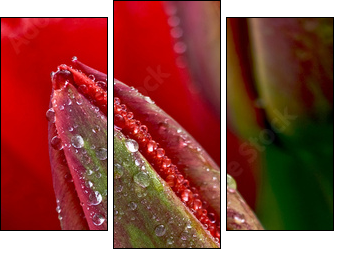Tulipan w kroplach rosy
 - Obraz trzyczęściowy, Tryptyk
