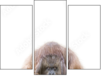 Orang-Utan  - Obraz trzyczęściowy, Tryptyk