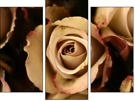 Róże herbaciane – zoom na klasyczną elegancję
 - Obraz trzyczęściowy, Tryptyk