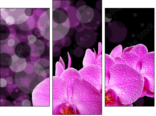 Świeże orchidee
 - Obraz trzyczęściowy, Tryptyk