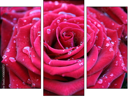 Czerwona róża – zawsze modna klasyka
 - Obraz trzyczęściowy, Tryptyk