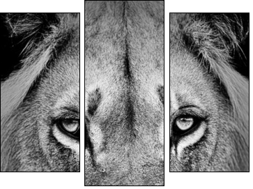 Lion Portrait  - Obraz trzyczęściowy, Tryptyk