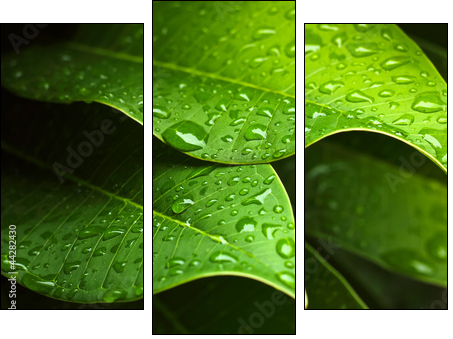 Green leaf  - Obraz trzyczęściowy, Tryptyk