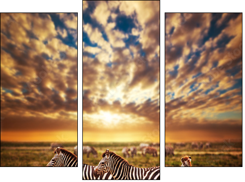 Zebras herd on African savanna at sunset. Safari in Serengeti  - Obraz trzyczęściowy, Tryptyk