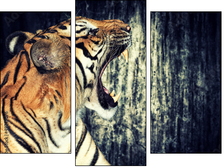 Tiger against grunge wall  - Obraz trzyczęściowy, Tryptyk