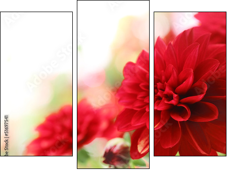 red dahlia flower  - Obraz trzyczęściowy, Tryptyk