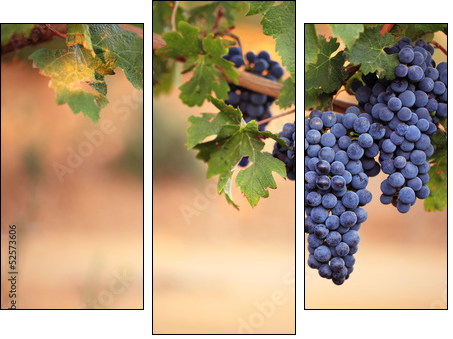 Large bunches of red wine grapes on vine  - Obraz trzyczęściowy, Tryptyk